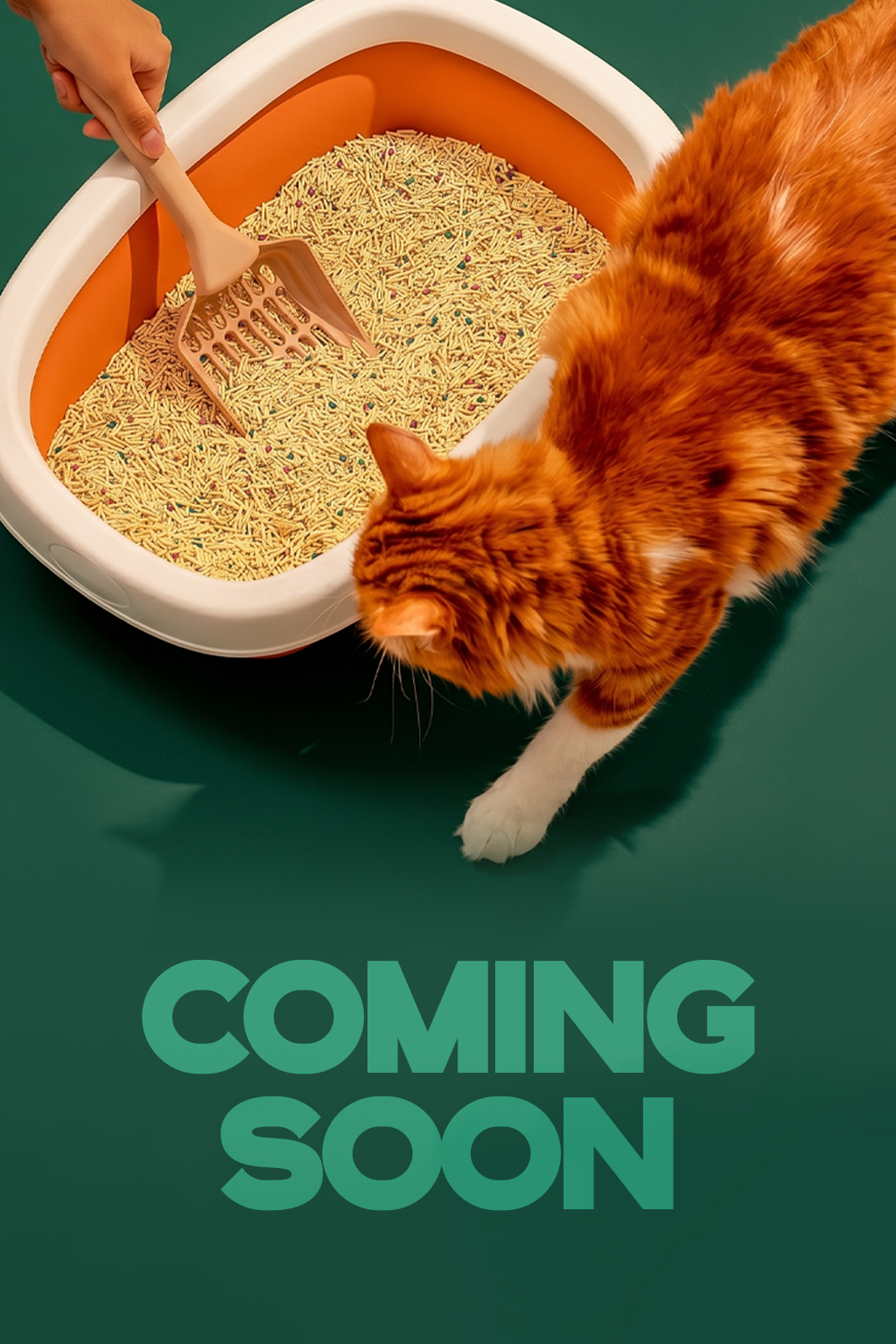 Mysa Cat
